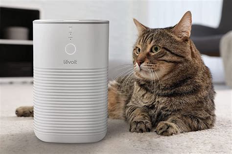 スチーム加湿器 ランキング - なぜ猫は加湿器を好むのか？